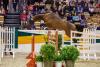 Foto: Der Halbbluthengst Belun vom Anglo-Araber Nathan de la Tour AA bewies beim Freispringen, dass er das Talent seines S-siegreichen Vaters geerbt hat - Fotograf: Sportfotos-Lafrentz.de
