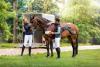 Foto: BEMER Horse Set - Fotograf: BEMER
