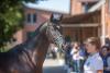 Foto: Bewirbt sich am 18. Dezember in Elmshorn um das Körprädikat: der typvolle Trakehner Junghengst Lieber Kerl v. Ivanhoe - Fotograf: Sigrun Wiecha