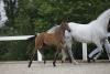 Foto: Stutfohlen von Big Star x Cornet Obolensky - Fotograf: Weigel