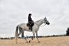 Foto: Für die Gesundheit des Pferdes und eine erfolgreiche Sportausübung ist die Qualität des Reitbodens von entscheidender Bedeutung - Fotograf: Thoms Lehmann 
