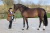 Foto: Balou Star anlässlich der Hengstschau im Februar 2024 in St.-Lo 