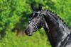 Foto: Die schwarze Perle Bon Jovi v. Bordeaux - Sir Donnerhall I - Donnerschwee - Fotogarf: Gr. Feldhaus