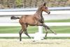 Foto: Burberry v. Big Star - Cornet Obolensky - Baloubet du Rouet - Fotograf: Gr. Feldhaus