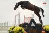 Foto: „Caruso“ nach Contendro (Z.: Rudolf Schachinger, B.: Fam. Lieb/Fischer, R.: Roland Fischer)