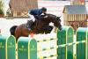 Foto: Casall - Fotograf: Holsteiner Verband