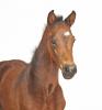 Foto: Katalog Nr. 3 Stutfohlen (Casall x Candillo) - Fotograf: Holsteiner Verband 