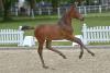 Foto: Hengstfohlen von Cascais/Quintero, namens Casiro - Fotograf: DSP