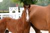 Foto: 25.000 Euro-Preisspitze Cazuki von Casallco - Fotograf: Kiki Beelitz 