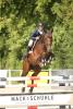 Foto: Spitzensportler entdecken! z.B. ehemaliges Marbacher Auktionspferd 2019: Celine Soleil *2015 v. Concetto-Come On, Vize-Landeschampionesse BaWü, 5-jg. SPF 2020 - Fotograf: D. Matthaes