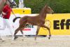 Foto: Preisspitze der Sohn des Chacco-Blue wechselte für 43.000 Euro den Besitzer - Fotograf: Reckimedia