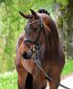 Foto: Preisspitze Chubana v. Chubakko - Lord Fauntleroy