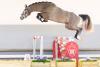 Foto: Beliebtester Youngster des Abends Classical Touch v. Classico TN/Quality Time - Fotograf: Reckimedia