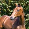 Foto: Classy Art v. Conthargos/Werther - Fotograf: Hannoveraner Verband