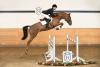 Foto: CLICQUOT (Clinton I x Corrado I) Fotograf:Holsteiner Verband