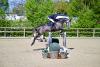 Foto: Kat. Nr. 4 - Enya v. Colman - Contendro I - Fotograf: @OLD-Art