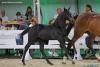 Foto: Come and Get Me VK (Conthargos x Clinton) - Fotograf: Wendy Scholten