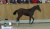 Foto: Auktionsspitze Kat. Nr. 4 Stutfohlen von Comme il faut x Quidam`s Rubin