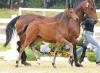 Foto: Hengstanwärter der besonderen Klasse: Cordial v. Cornet Obolensky - Contender - Landgraf I - Fotograf:Beelitz