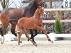 Foto: Cordoba v. Chaccothage Blue PS - Ogano - Balou du Rouet - Fotograf: OLD Art