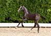 Foto: Cornet Obolensky - Chin Champ