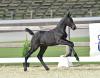 Foto: Crimetime v. Cornet Obolensky - Balou du Rouet - Diarado Fotograf: OLD Art