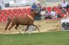 Foto: Reitpony-Siegerstute Radonna E WE - Fotograf: Mareile Oellrich-Overesch