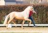 Foto: Siegerhengst Herzgold - Fotograf: : Reckimedia