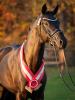 Foto: Siegerhengst und Preisspitze von Fair Game - Fotograf: Reckimedia 