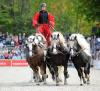 Foto: Hält die Zügel fest in der Hand: Pferdewirtschaftsmeister Thomas Schick ist seit August 2019 Funktionsstellenleiter für Fohlenaufzucht auf den Vorwerken Fohlenhof und Güterstein - Fotograf: Kube