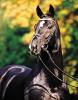 Foto: De Niro (Donnerhall x Akzent II) - Fotograf: Klosterhof Medingen