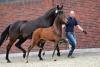 Foto: Preisspitze Double Hit v. Diamond Hit – Sandro Hit – Rubinstein I. - Fotograf: Becker