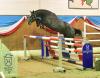 Foto: Dimitri v. Diamar-Cancara avancierte zum zweitteuersten Pferd der Holsteiner Winter-Chance und wird bei seinen neuen Besitzern auf eine Karriere im Huntersport vorbereitet - Fotograf: Janne Bugtrup