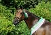 Foto: Staatsprämienstute Dolce Luciana von Lord Luciano. - Fotograf: Trakehner Verband