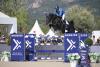 Foto: Dominator Z, Spitzenhengst des Gestüts Zangersheide - Fotograf: Sportfot