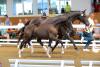 Foto: Hengstfohlen „Don Davidoff P“ von Danciano - Don Frederico - Fotograf: Joachim Hecker