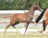Foto: Zur Preisspitze avancierte Don Royal v. Damon Hill - Rubin-Royal - Figaro - Fotograf: Gr. Feldhaus