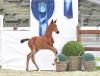 Foto: When dreams come true: Don’t Stop Believin’ v. Diamant de Semilly - C-Indoctro - Kashmir van het Schuttershof - Fotograf: Gr. Feldhaus