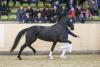 Foto: Siegerin DressurViereck 4-Jährige Miss Germany M - Fotograf: EquestFoto Olaf Rutschek 
