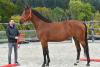 Foto: Teuerstes Reitpferd der HORSE24 Special Auktion zur Bestandsreduzierung des Zuchthofs Stockem – Kopfnummer 2 Dudu v. Diamant de Semilly/Lancer III - Fotograf: Dill