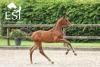 Foto: „Honey Pott GA“ Stutfohlen v. Carthago Z x Balou Du Rouet x Argentinus - Fotograf: www.esi.auction