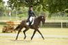 Foto: In der Einzelwertung liegt Felix Etzel (GER) in der 3-Sterne Prüfung mit Bandit in Führung. Mit Team Deutschland führt er auch die FEI Nations Cup Wertung an nach der Dressur - Fotograf: Michael Graf