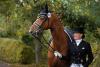 Foto: Gemeinsam gingen Antje Hell und ihr Edberg TSF von der Reitpferdeprüfung bis zum Grand Prix Sieg – jetzt steht der gekörte Trakehner Hengst erstmals auch der Zucht zur Verfügung - Fotograf: Meike Düsterwald