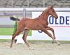 Foto: Edward Eldorado v.d. Zeshoek – Casallco – Emir R - Fotograf: OLD Art