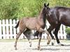 Foto: Elfenpracht v. Dynamic Dream - De Niro - His Highness - Fotograf: OLD Art