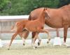 Foto: Preisspitze Elitär v. Viva Gold - De Niro - Sion - Fotograf: Gr. Feldhaus