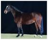 Foto: Ennigaldi v. San Amour I, tragend v. Vitalis - Fotograf: OLD Art