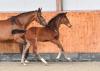 Foto: Erdbeerkönig - Hengstfohlen von Emerald x Quidam Revel x Corrado I - Fotograf: Veranstalter