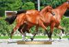 Foto: Die 160.000 Euro-Preissensation Especial For Fun Z v. Eldorado vd Zeshoek a.d. St.Pr.St. Fit for Fun v. For Pleasure - Fotograf: Paardenfotograaf.be