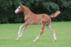 Foto: Kat.-Nr. 7 Eureka optima von Ermitage Kalone X Zirocco X Vagabond - Fotograf: OPTIMUS ONLINE AUCTION